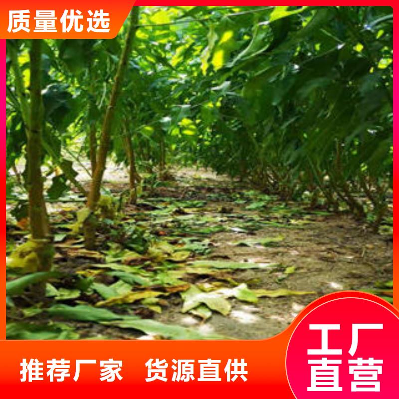 李子苗梨树苗精挑细选好货