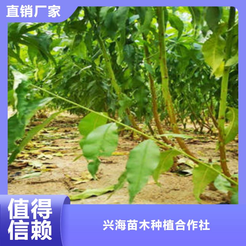 李子苗桃树苗专注质量