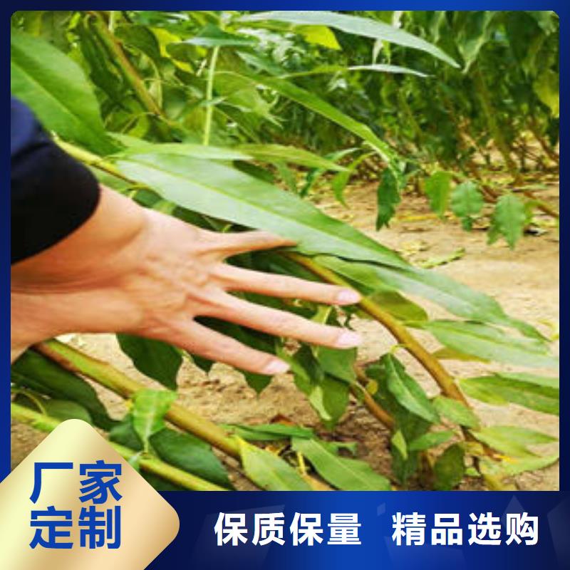 【李子苗梨树苗品类齐全】