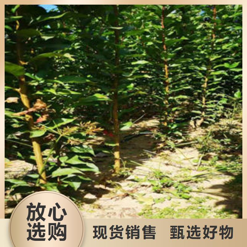 李子苗桃树苗专注质量