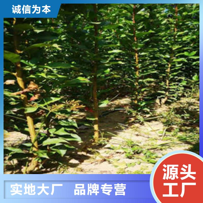 李子苗梨树苗精挑细选好货