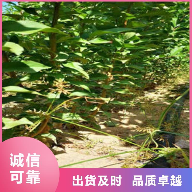 李子苗梨树苗精挑细选好货