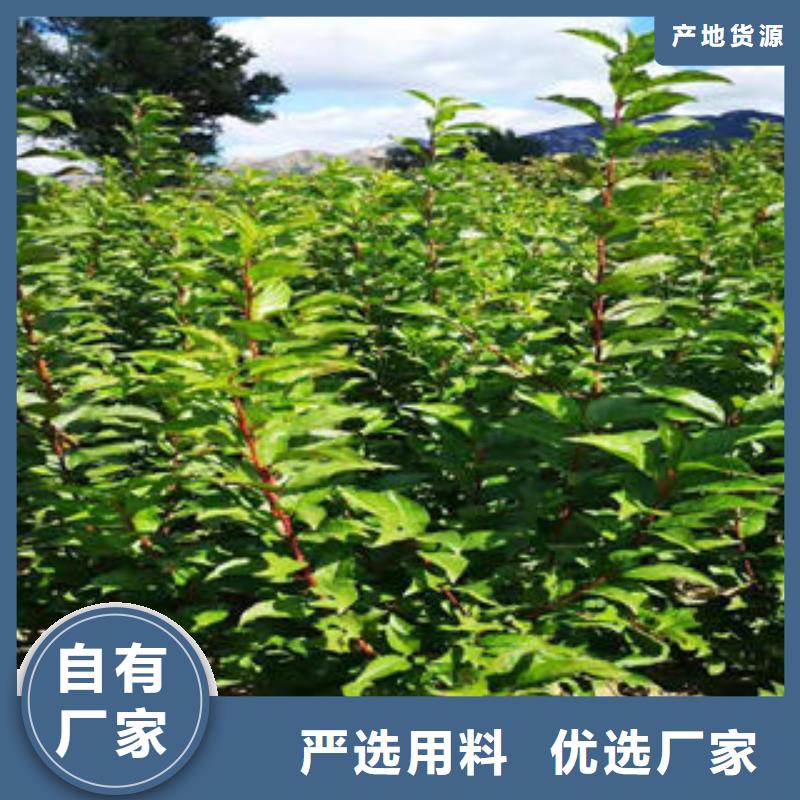 李子苗桃树苗专注质量