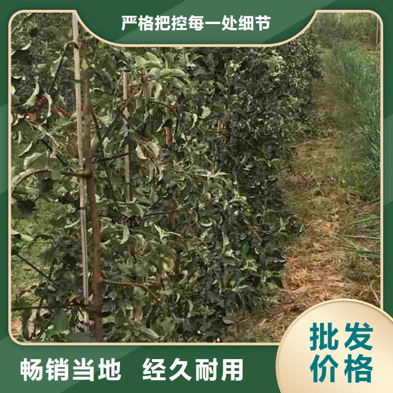 苹果苗梨树苗生产厂家