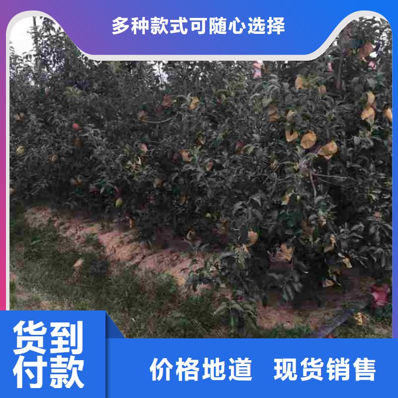 苹果苗花椒苗实力工厂