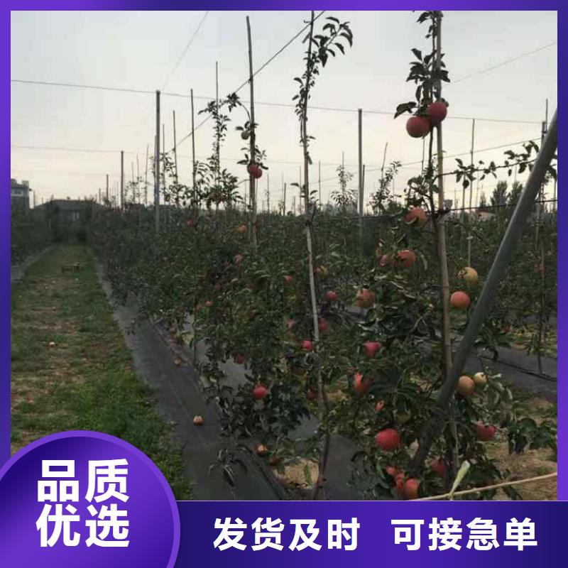 苹果苗品质不将就