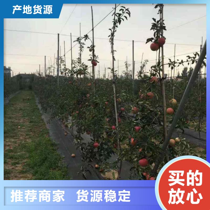 苹果苗蓝莓苗国标检测放心购买