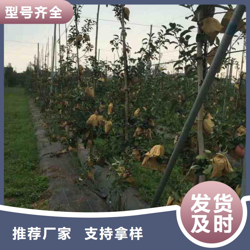 苹果苗-板栗苗质检合格发货