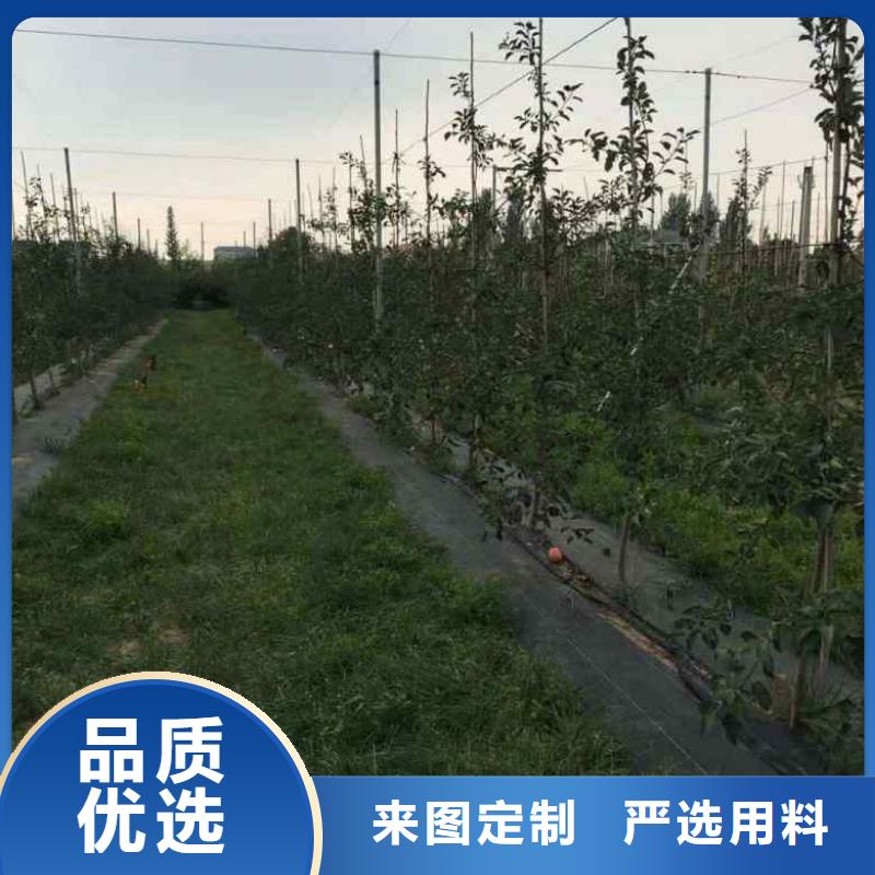 苹果苗板栗苗诚信经营现货现发