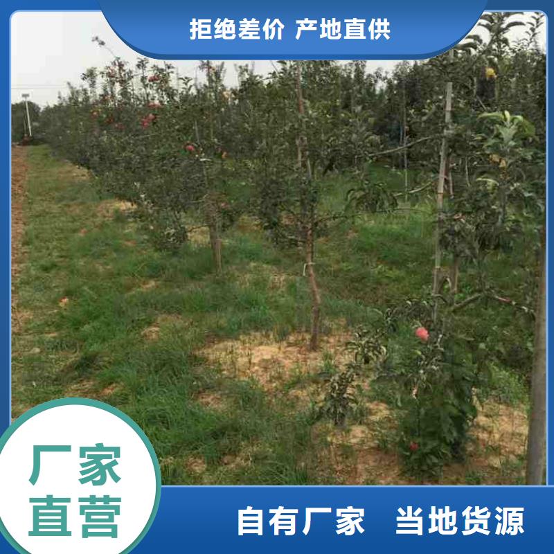 【苹果苗】山楂苗大量现货