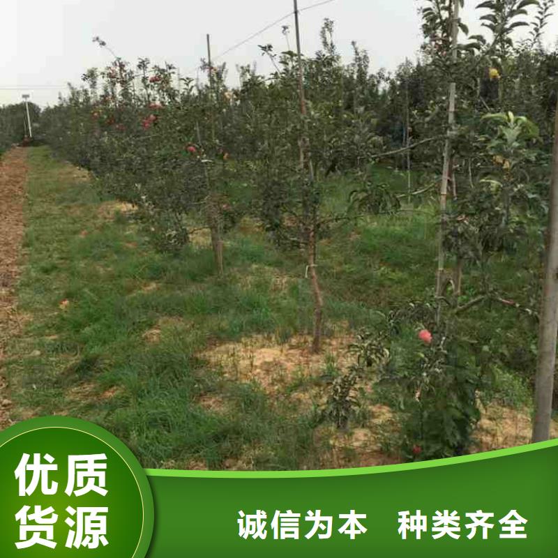 苹果苗-板栗苗质检合格发货