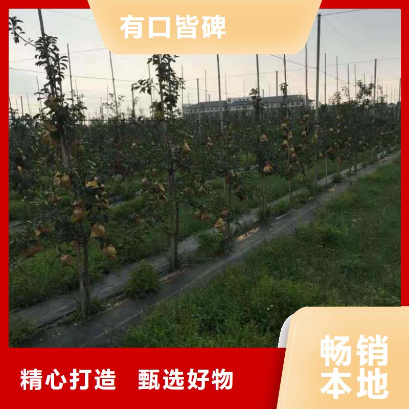 苹果苗核桃苗制造生产销售