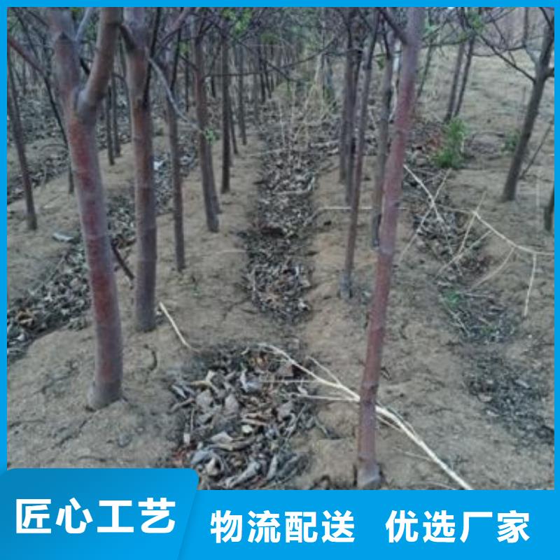 苹果苗-板栗苗质检合格发货