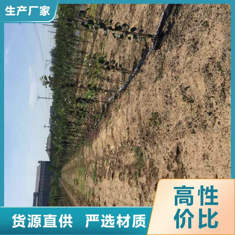 苹果苗梨树苗每个细节都严格把关
