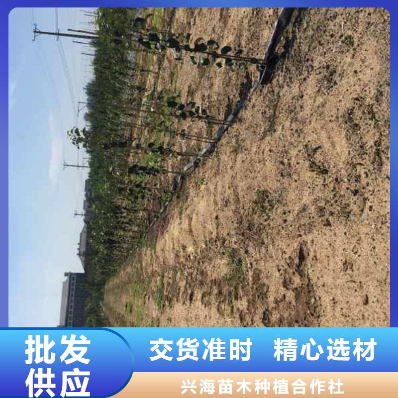 【苹果苗-蓝莓苗工厂自营】