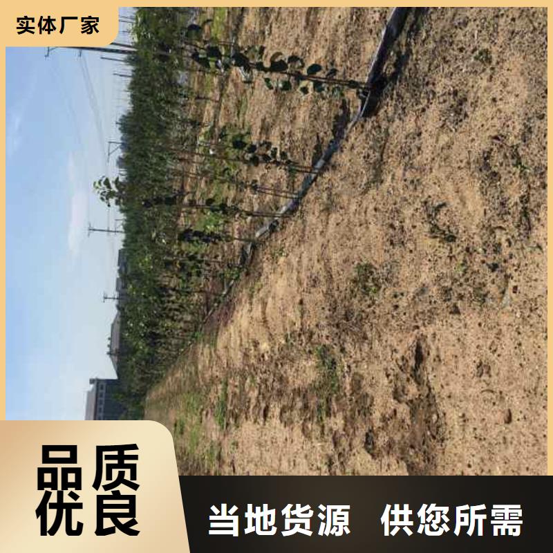苹果苗【桃树苗】厂家直销规格多样
