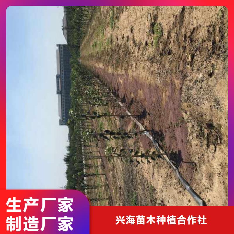 【苹果苗-蓝莓苗工厂自营】