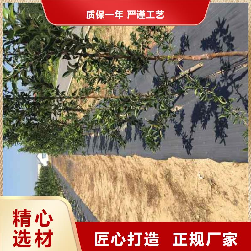 【苹果苗-蓝莓苗工厂自营】