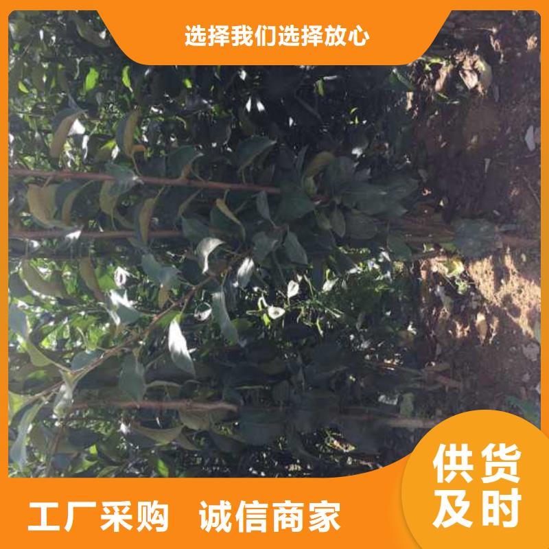 苹果苗桃树苗批发货源