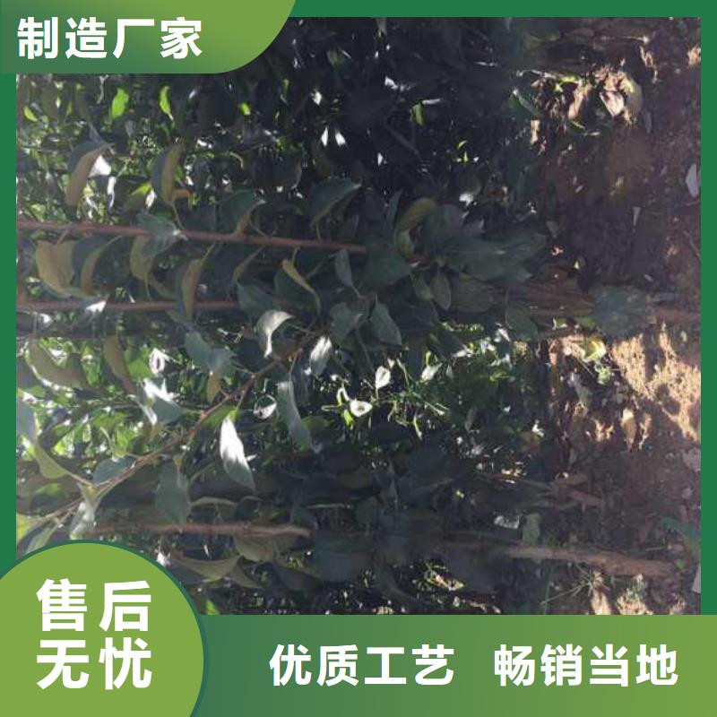 苹果苗-板栗苗质检合格发货