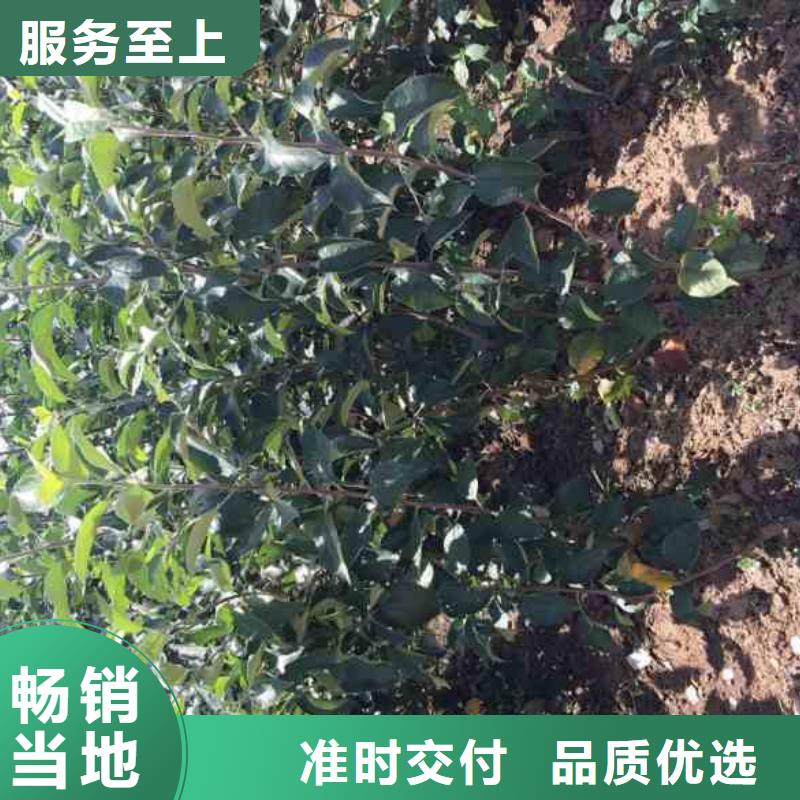 苹果苗【板栗苗】生产经验丰富