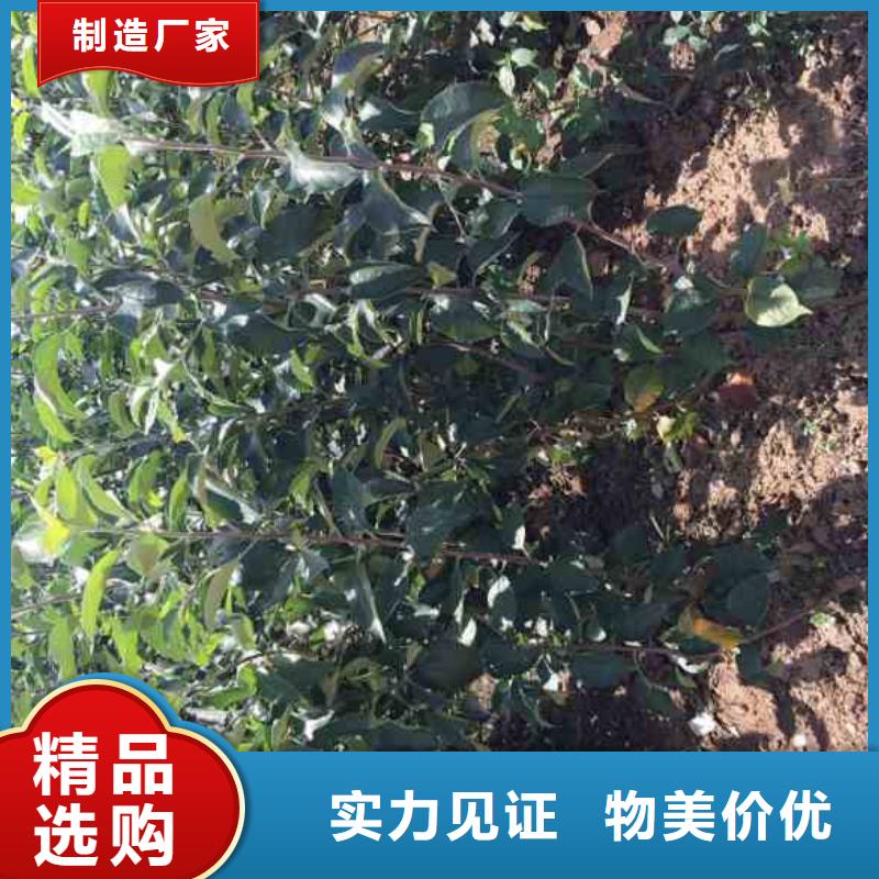 苹果苗花椒苗实力工厂