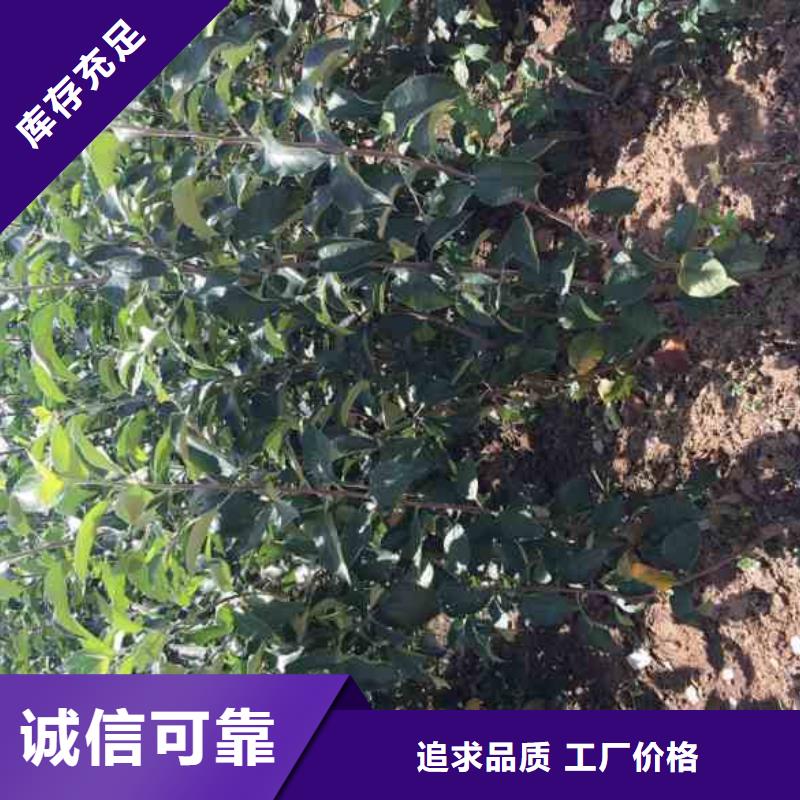 苹果苗【花椒苗】真正让利给买家