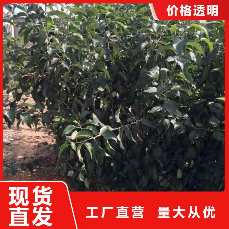 苹果苗李子苗高品质现货销售