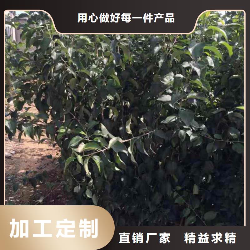 苹果苗桃树苗质优价廉