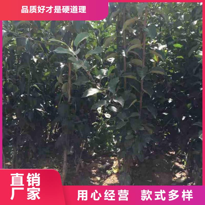 苹果苗-板栗苗质检合格发货