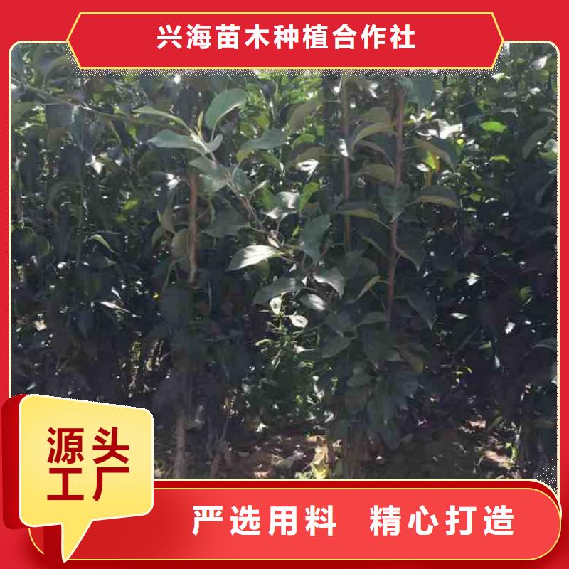 苹果苗核桃苗制造生产销售