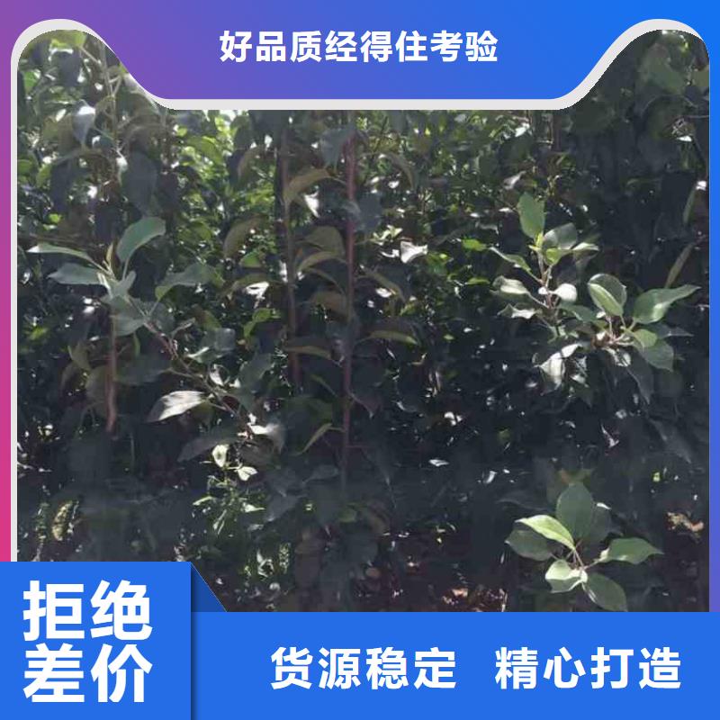 【苹果苗桃树苗厂家直销值得选择】