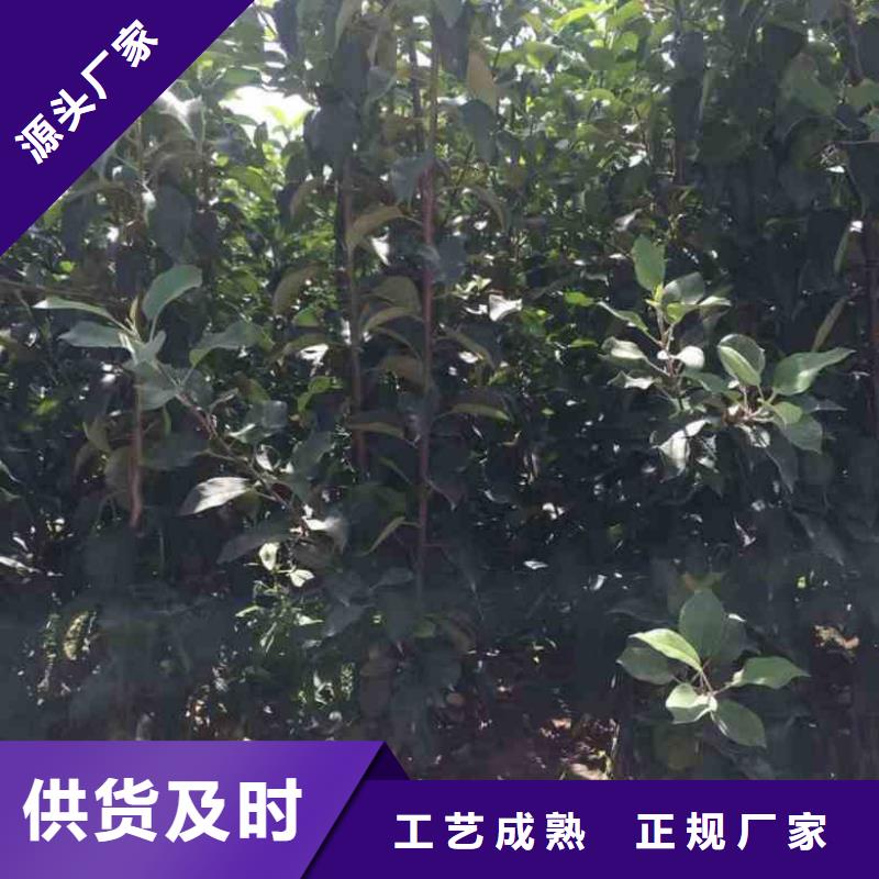 【苹果苗】山楂苗大量现货