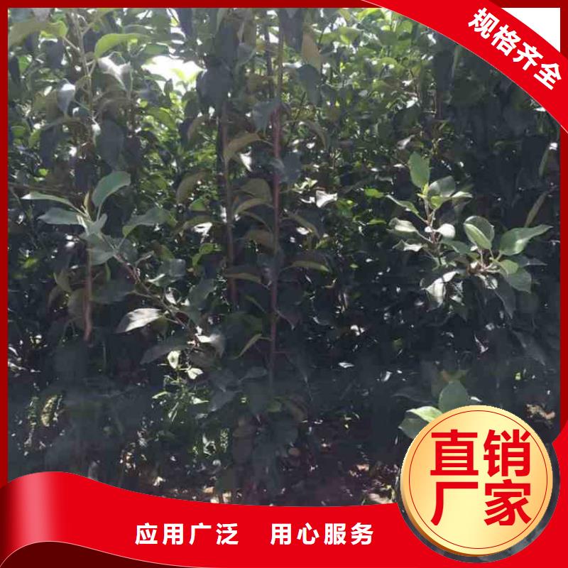 苹果苗【桃树苗】厂家直销规格多样