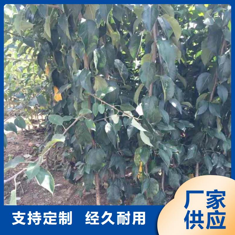 【苹果苗-蓝莓苗工厂自营】