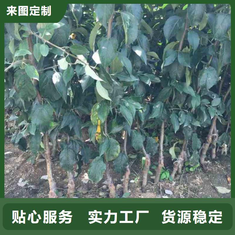苹果苗核桃苗好品质经得住考验