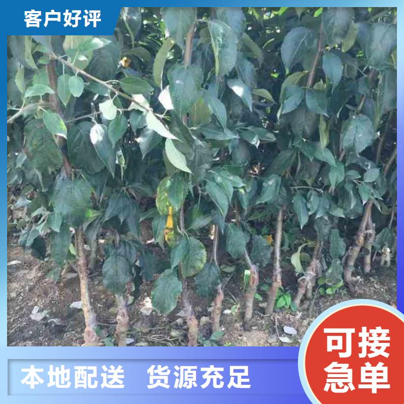 【苹果苗山楂苗多年厂家可靠】
