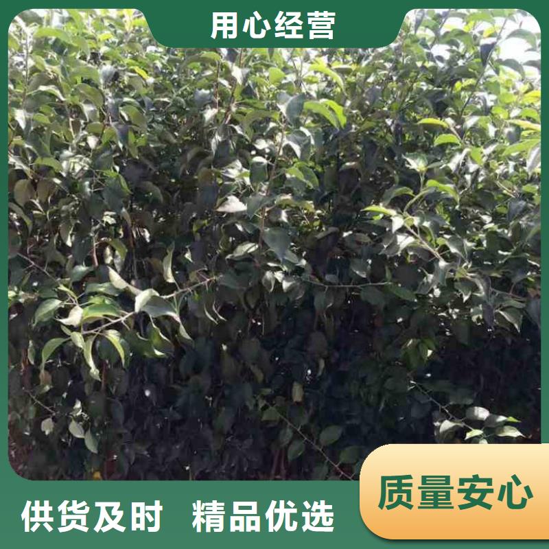 苹果苗桃树苗质量好