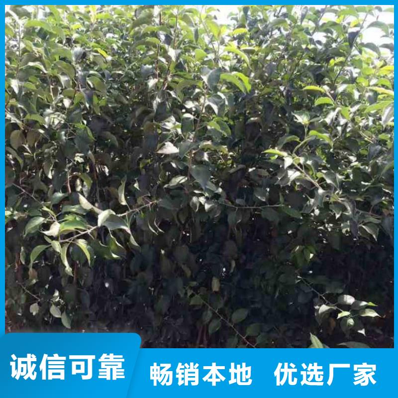 苹果苗核桃苗好品质经得住考验