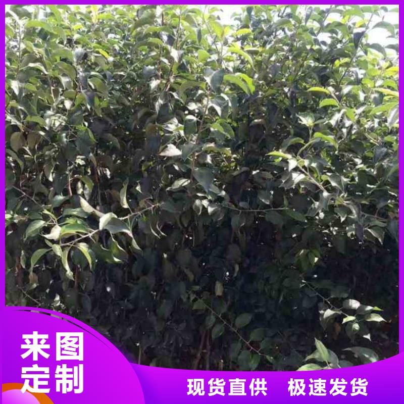苹果苗-板栗苗质检合格发货