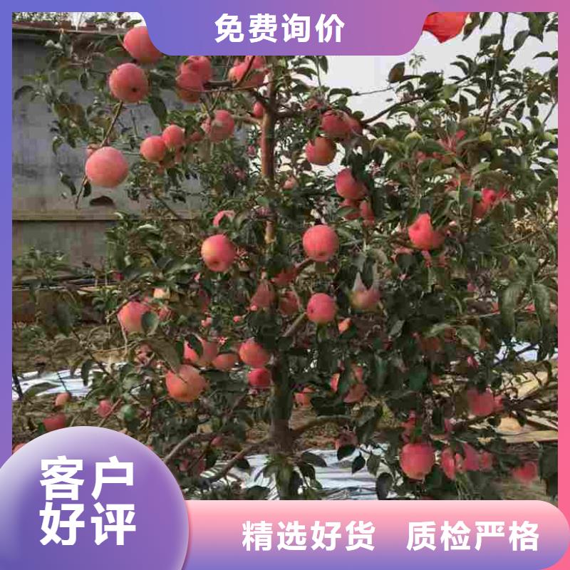 苹果苗李子苗高品质现货销售