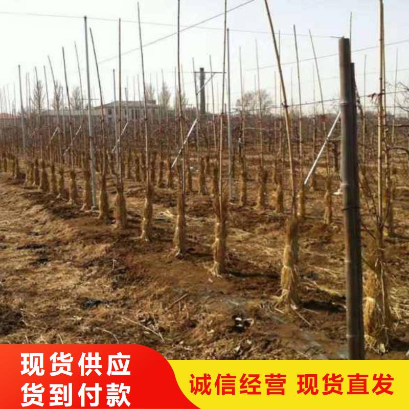 【苹果苗-蓝莓苗工厂自营】