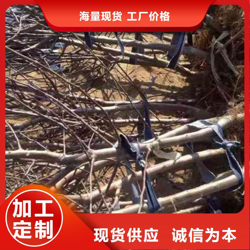 【苹果苗-蓝莓苗工厂自营】