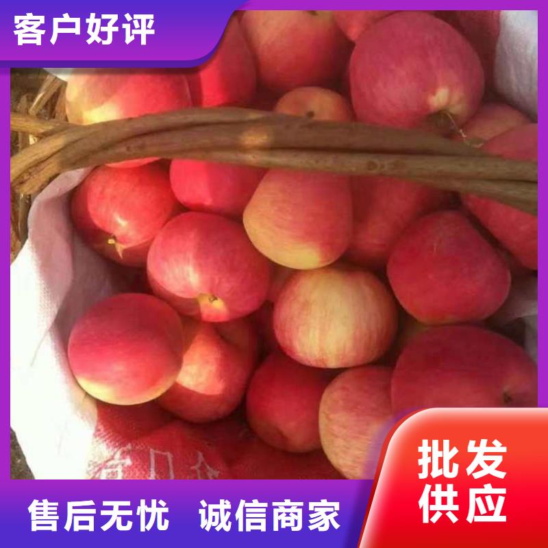 【苹果苗-蓝莓苗工厂自营】