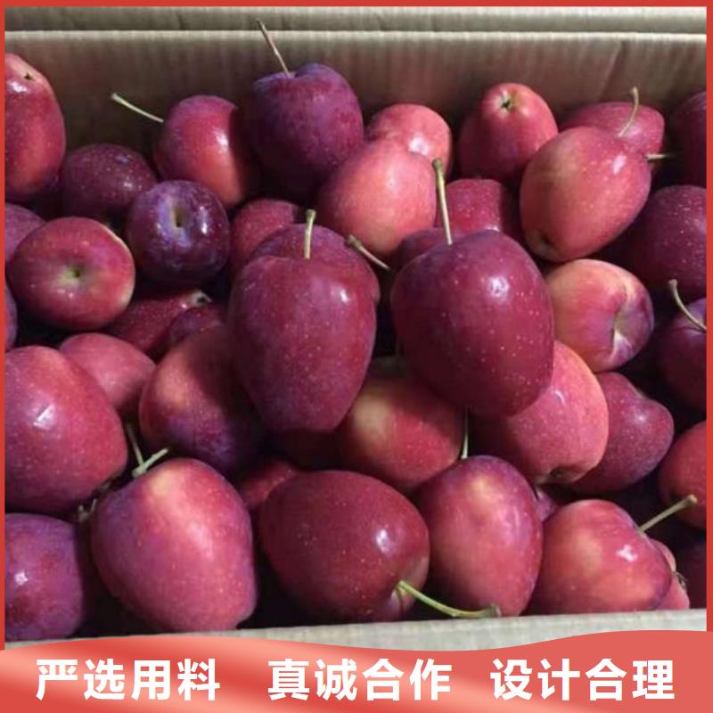【苹果苗-蓝莓苗工厂自营】
