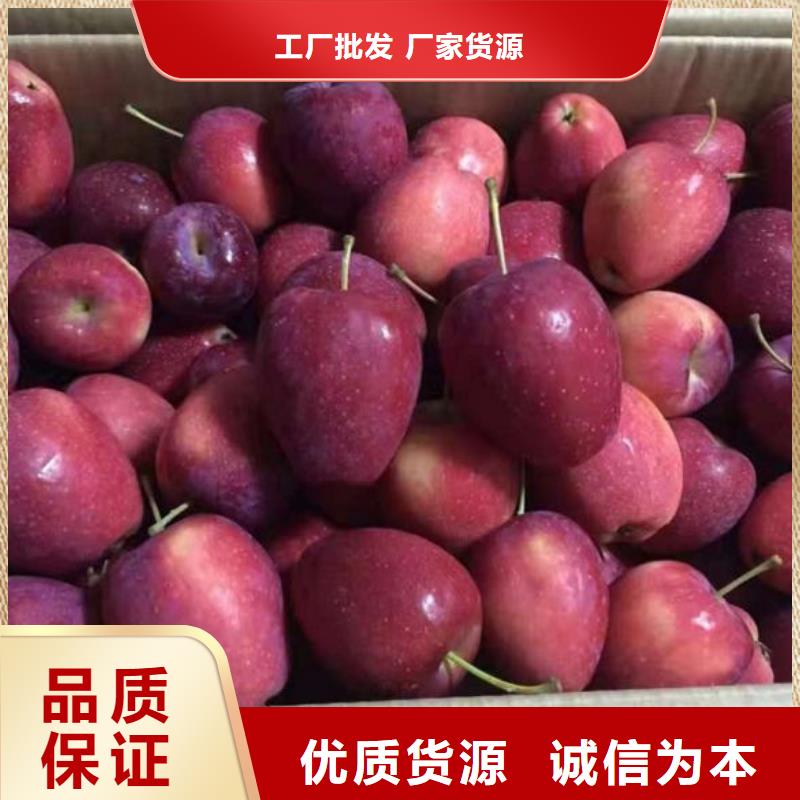 苹果苗花椒苗实力工厂