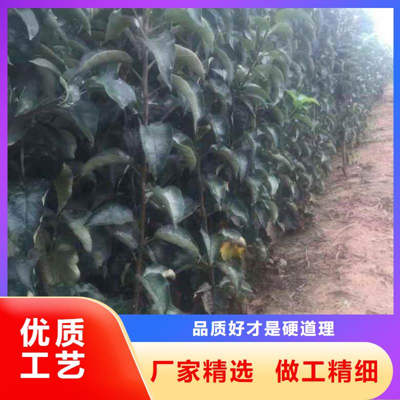 苹果苗花椒苗实力工厂