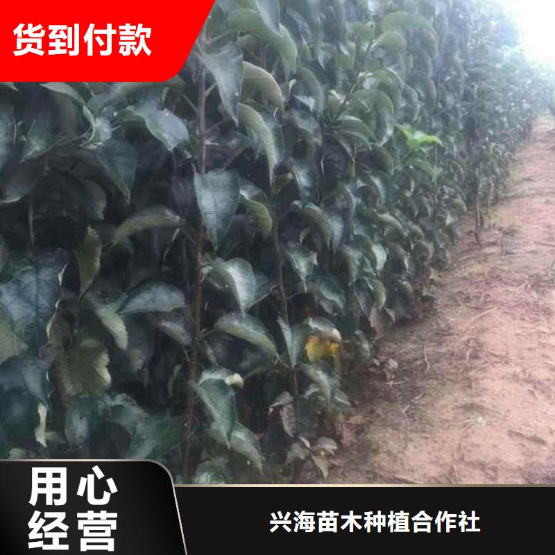 【苹果苗-蓝莓苗工厂自营】