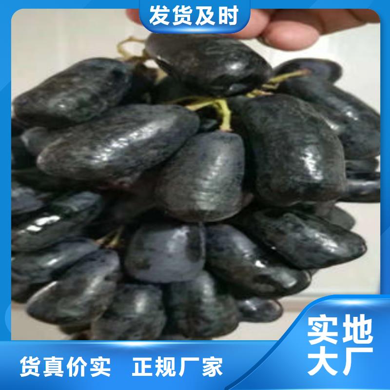 葡萄苗梨树苗欢迎来电询价