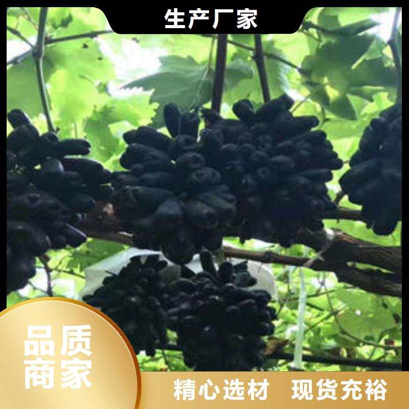 葡萄苗精心选材